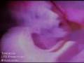 videos de The Misfits - American Psycho