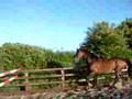 archie loose jumping 4'3'' free schooling