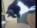 GATTO CHE BEVE CON LA ZAMPA TORINO