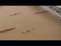 The Royal Barge Procession, From the Skies (HD)