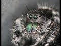 Spiders Spiders