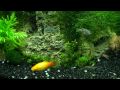 55 liters tank: 9 puffers, 3 platys, 2 otos, 3 amano shrimps, lots of red cherry shrimps Tank is not so big, but equipped by external filter providing 400 l/h flow rate.