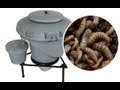 videos de Growing Black Soldier Fly Larvae