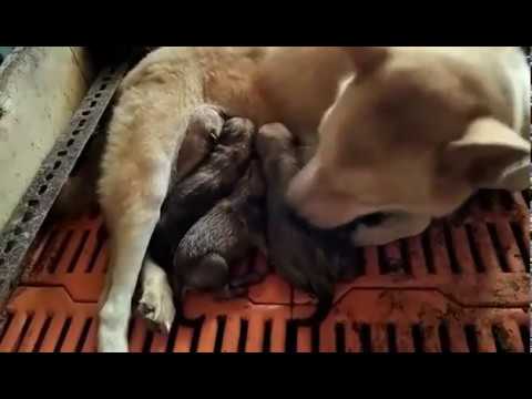 Shiba Inu puppies at Tiến Vinh kennel 