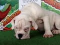 English bulldog For Sale - Gallaxhar- http://www.bullcanes.net - ceo@bullcanes.net