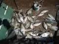 Boatload Of Crappie