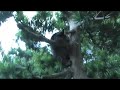 屋根の上のララオ君♪ lalao