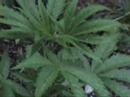 White Rhino 1/2007 cannabis Marijuana marihuana Hanf White Rhino 1/2007 cannabis Marijuana marihuana Hanf