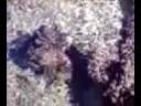 Decorator Crab Decorator Crab