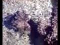 Decorator Crab