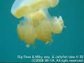 ???????,???????????? ??? (Milky way & Jellyfish lake PALAU)