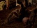 videos de my tarantula 1st time feeding pinky (part 2)