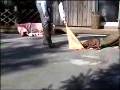Bóxer video
