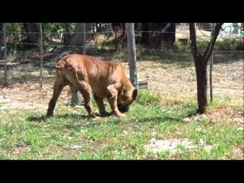 boerboel
