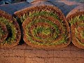 SSDI SubSurface Drip Irrigation Turf & Water Management 2