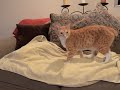 City the Kitty plays with Missy