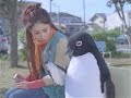JR??? suica CM Ver.11 JR??? suica CM Ver.11