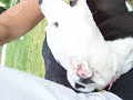 puppy playing