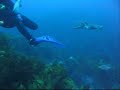 Giant Cuttlefish Attack SCUBA diver