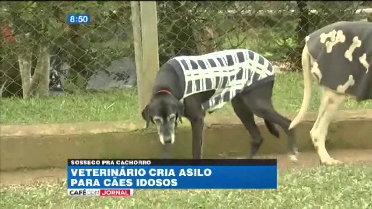 Ásilo para Cães - Café com Jornal - TV Band