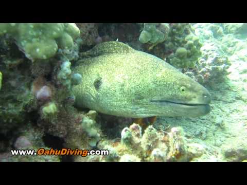 how to treat eel skin