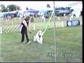 Borzoi video