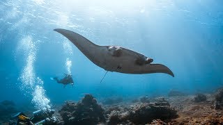 Raies mantas - Komodo Ouest - Indonésie