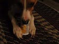 Rocky eating yogurt