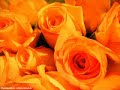 Rosen f�r Rauscher