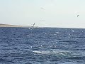 Whales in Cape Cod Bay, April, 2008