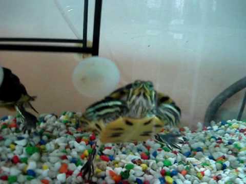 how to care for a yellow belly turtle