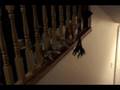 videos de Kitty Ho Down