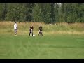 Greyhounds Lure Coursing Practice