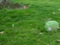 Field