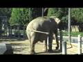 videos de Zoo--December 1st 2008.mov