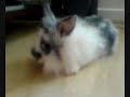 M�j kr�liczek Yoshii - Josiek :)
