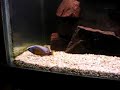 taiwan reef breeding taiwan reef breeding