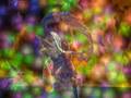 Faeries