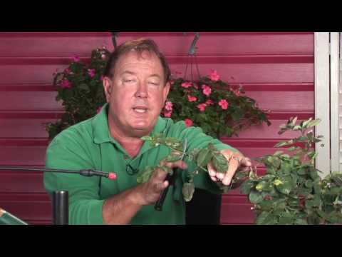 how to fertilize double knockout roses