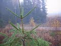 northern-alberta-moose-hunt-2005.html