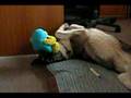 Hachi-Ko And His Walrus