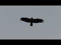 Discovery Channel Born Animal Mark Fraser Northern Water Snake