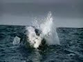 Great White Sharks Breaching and Attacking Seals