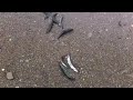 Capelin in Trinity Bay