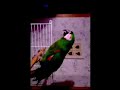 Jessie theTalking Parrot Jessie theTalking Parrot