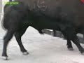 BENIFAIRO EN FIESTAS
