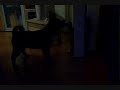 Kungfu Fighting