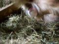 goat labor7