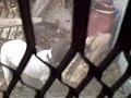 Blanche and the doggie door