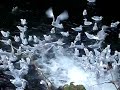Seagulls Diving For Salmon Eggs